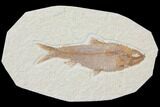 Detailed Fossil Fish (Knightia) - Wyoming #116773-1